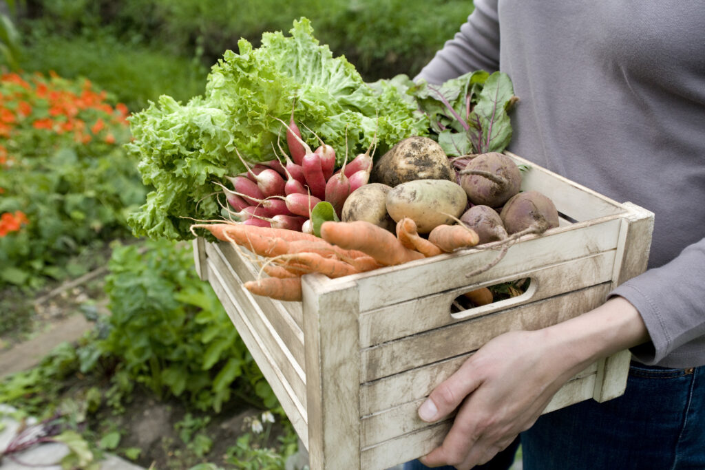 Midsection of woman carrying crate with freshly harvested vegetables