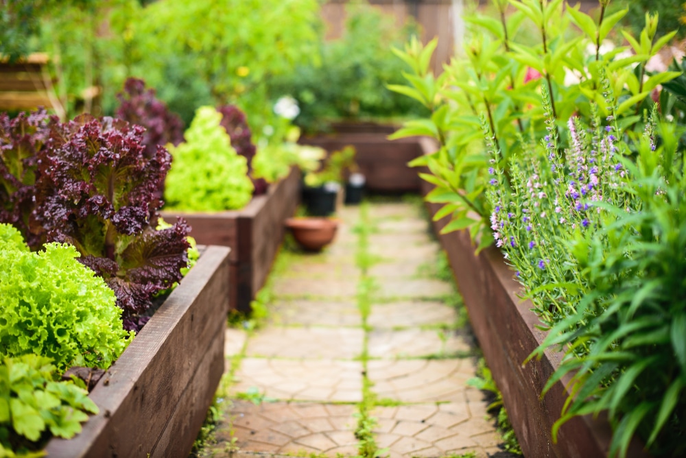 vegetable garden with raised beds focus foreground