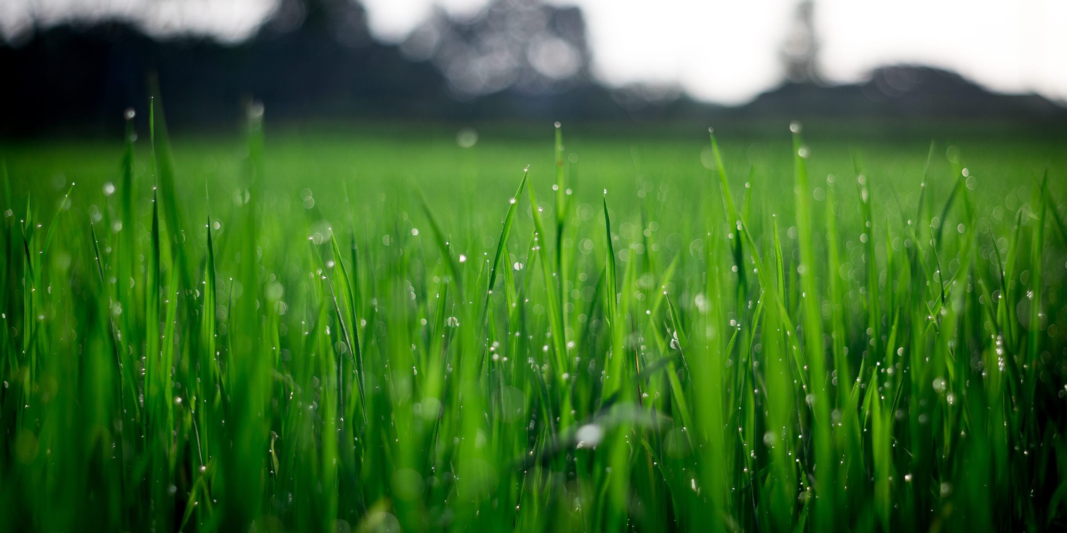 Dew-wet grass